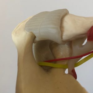 2-passage du nerf supra-scapulaire dans le canal sus-scapulaire et sous le ligament transverse puis passage avec l'artère dans échancrure spino-glénoïdienne